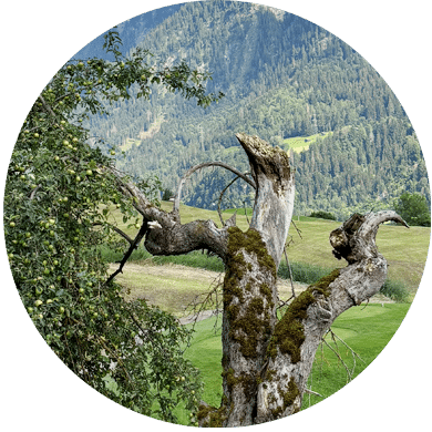 Resilienz Coaching – Innere Stärke entwickeln und Herausforderungen gesund bewältigen.